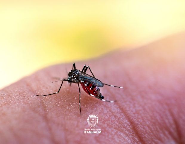 Imagem da notícia: Prevenir é nossa responsabilidade; todos unidos contra a dengue